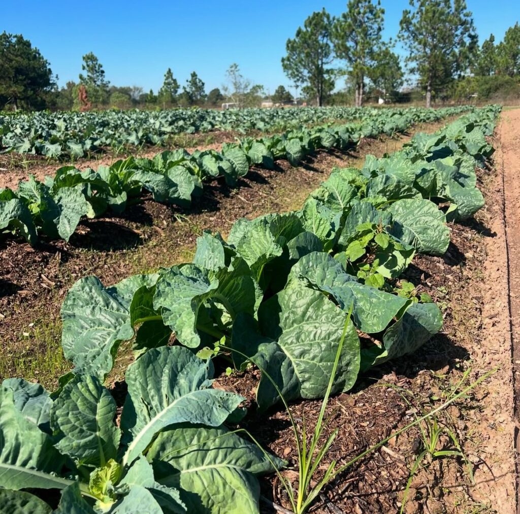 Rows of green, leafy vegetables.